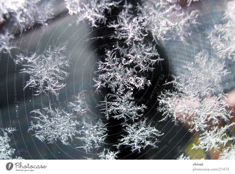 Eisblumen kalt Winter gefroren frieren Kristallstrukturen Raureif Schnee Sublimation Stern (Symbol)