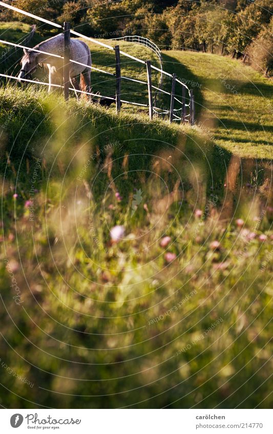 Koppellandschaft Landschaft Wiese Tier Nutztier Pferd 1 gold grün Weide Zaun Fressen Hügel Farbfoto Außenaufnahme Menschenleer Textfreiraum unten Tag Dämmerung