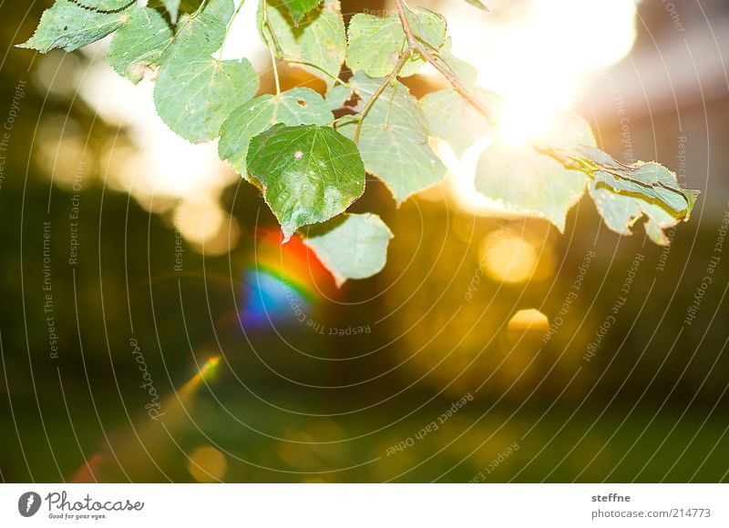 Güldener Herbst Umwelt Natur Pflanze Sonnenaufgang Sonnenuntergang Sonnenlicht Schönes Wetter Blatt schön Farbfoto mehrfarbig Außenaufnahme Textfreiraum unten