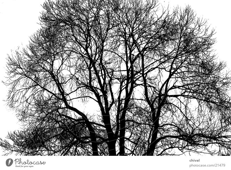 Baum im Winter Ast Zweig Kontrast schwarzeeiss
