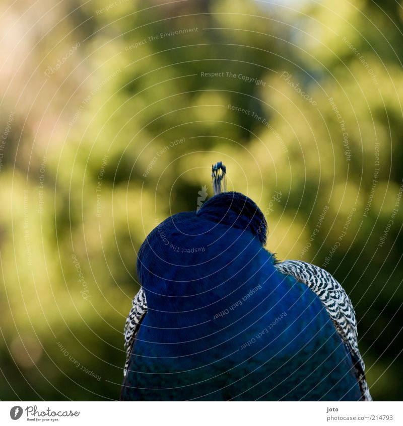 pavo cristatus Natur Tier Vogel Pfau Fasan ästhetisch elegant blau Schutz Geborgenheit Verschwiegenheit Treue schön bescheiden demütig Traurigkeit Einsamkeit