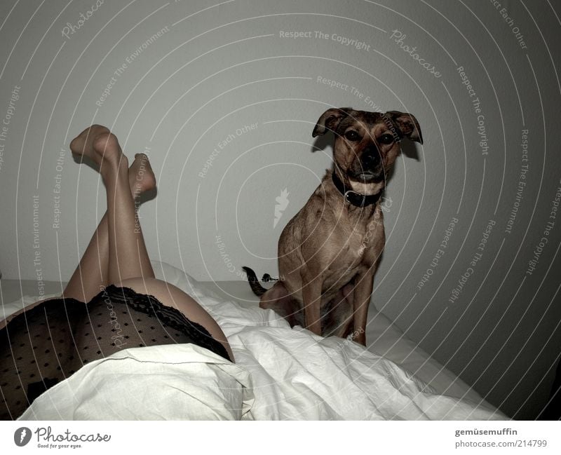 erwartungsvoll harmonisch Erholung ruhig Bett Schlafzimmer Junge Frau Jugendliche Gesäß Beine Fuß 18-30 Jahre Erwachsene Unterwäsche Haustier Hund Fell Tier