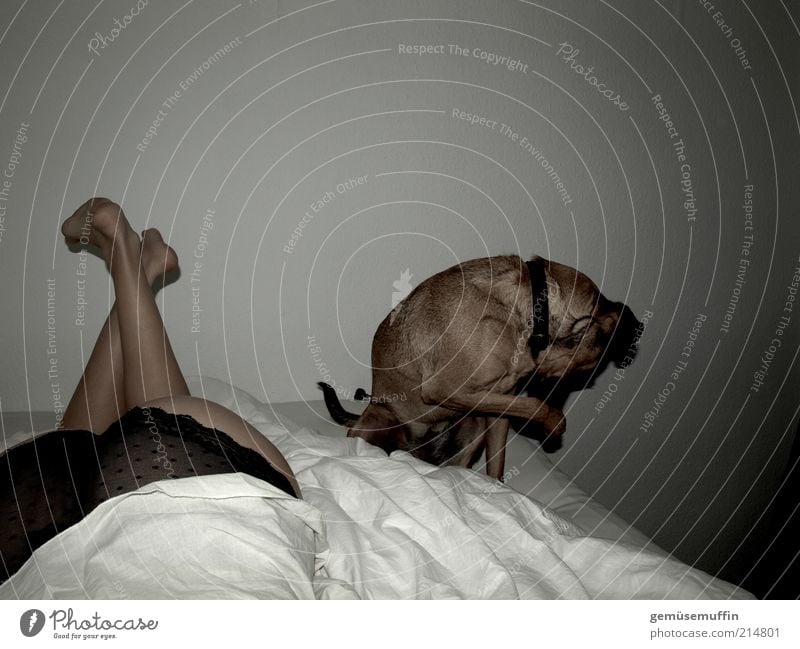 nicht hinsehen Haut Erholung Bett Schlafzimmer feminin Unterwäsche Hund Pfote 1 Tier beobachten Bewegung hocken Blick authentisch natürlich Neugier dünn schön