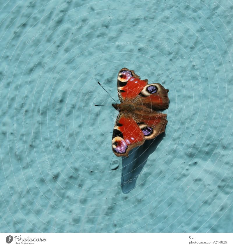 schmetterling des jahres 2009 Umwelt Natur Luft Schönes Wetter Tier Schmetterling Flügel 1 schön blau rot Fröhlichkeit Tagpfauenauge Insekt Wand Fühler
