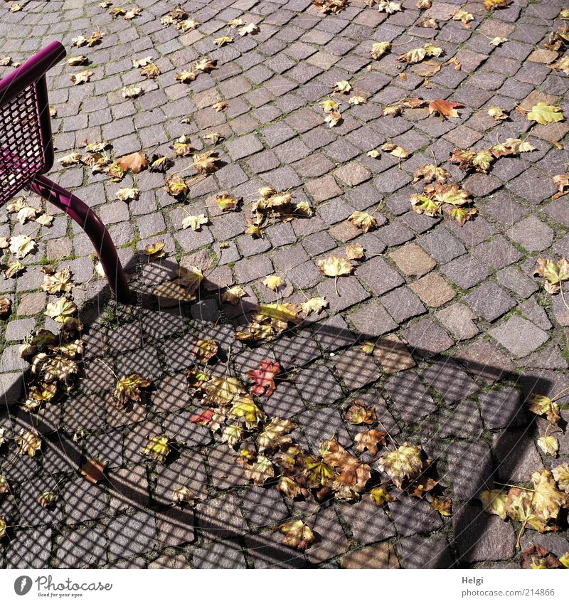 Herbst wirft seine Schatten... Schönes Wetter Blatt Menschenleer Wege & Pfade Bank Stein Metall Erholung liegen stehen dehydrieren ästhetisch außergewöhnlich