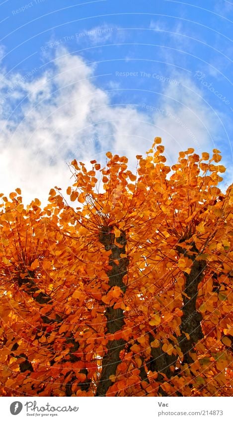 Herbst Umwelt Natur Pflanze Luft Himmel Wolken Klima Wetter Schönes Wetter Wind Baum Blatt Park Wiese Holz Gold hoch schön Wärme braun mehrfarbig gelb Farbfoto