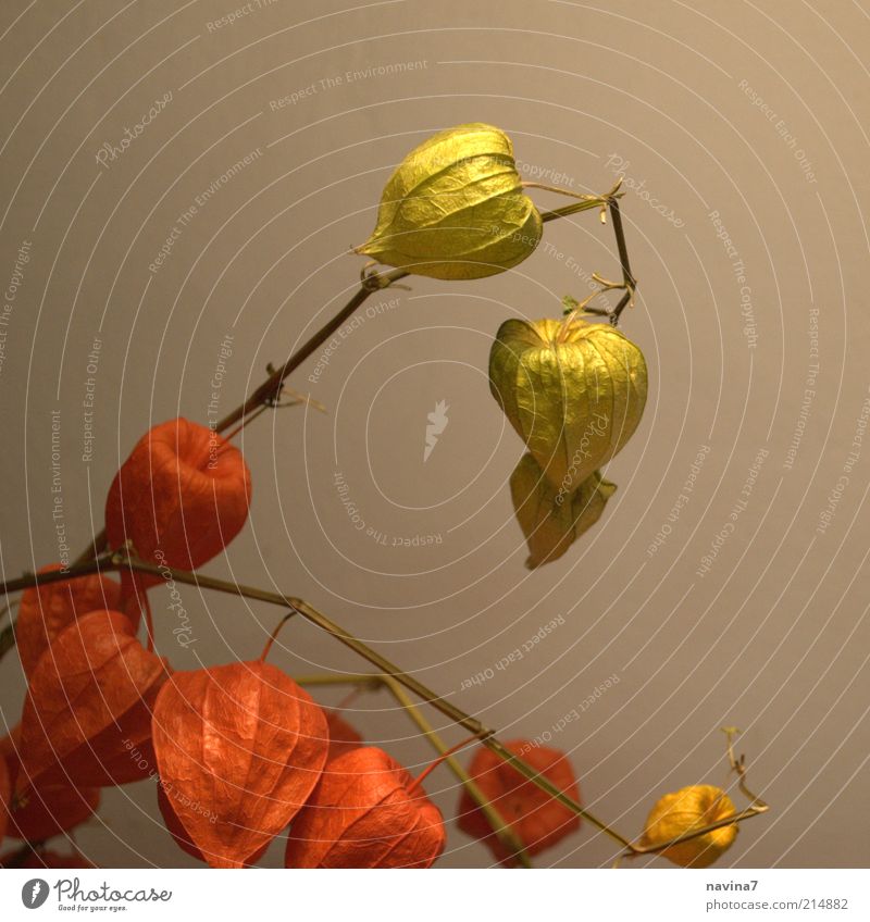 Herbstzauber Natur Pflanze Blume Blüte exotisch Dekoration & Verzierung Blühend dehydrieren ästhetisch außergewöhnlich elegant frisch schön trocken grün rot