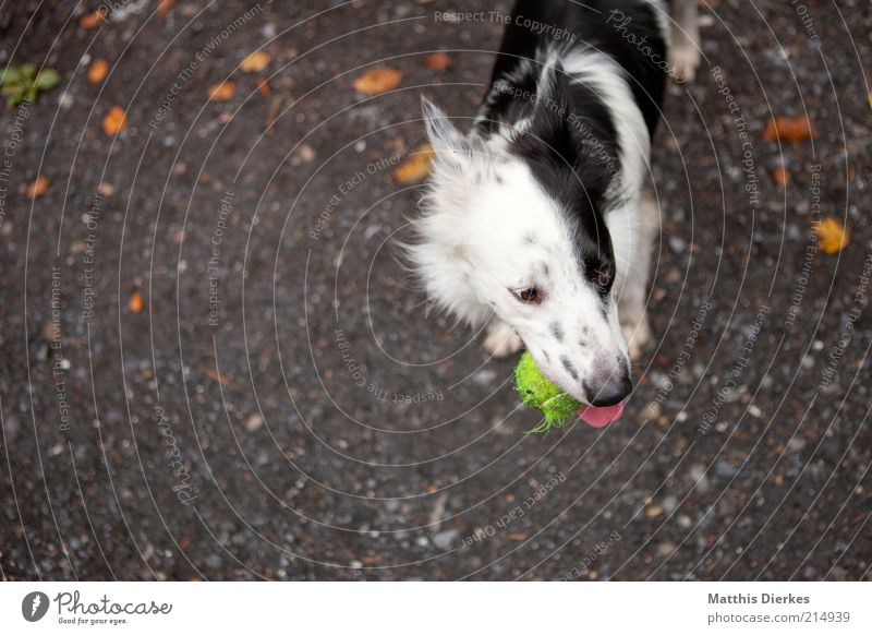 yin und yang Tier Haustier Hund 1 Spielen stehen schwarz weiß Hundekopf Hundeblick Tennisball Ball apportieren Collie border-collie Waldboden spielend Freude