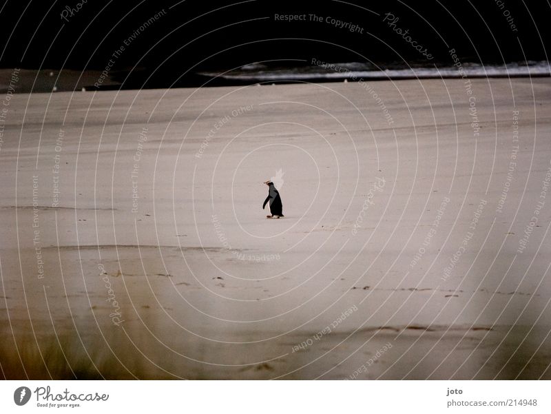 einsam Natur Tier Strand Meer Vogel Pinguin gehen friedlich ruhig Einsamkeit Stimmung vermissen verloren Mittelpunkt Unbewohnt Sand Neuseeland selten