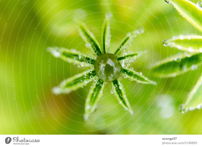 wachsen und gedeihen | Schmuckstück Natur Pflanze Sommer Blatt Grünpflanze Nutzpflanze Lupine natürlich schön grün Wassertropfen zierlich Zierde Spiegelbild