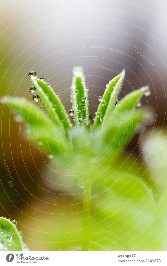 Perlenkelch Pflanze Sommer Regen Blatt Lupinenblatt klein nah grün Pflanzenteile Blattgrün Nahaufnahme Makroaufnahme Hochformat Farbfoto Gedeckte Farben