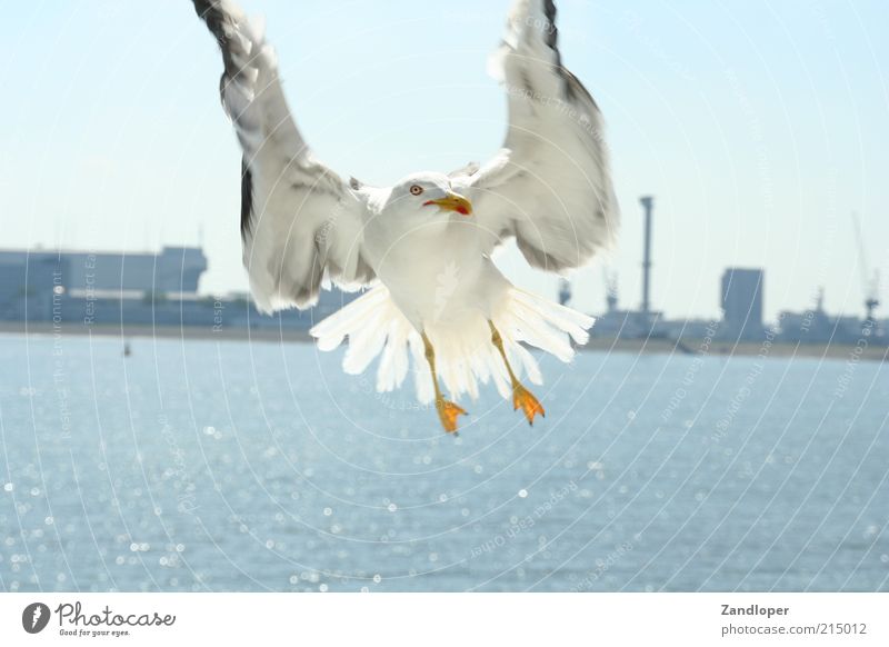 Möve ( Angriff während der Fähtour von Den Helder nach Texel ) Vogel 1 Tier Wasser fliegen natürlich grau weiß Farbfoto Außenaufnahme Nahaufnahme Menschenleer