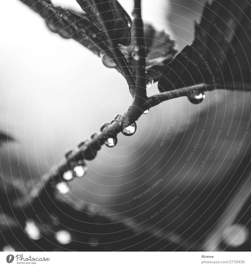unscheinbares Detail | Begleiterscheinung Herbstwetter Wasser Wassertropfen schlechtes Wetter Regen Pflanze Sträucher Blatt Zweige u. Äste Brombeerblätter