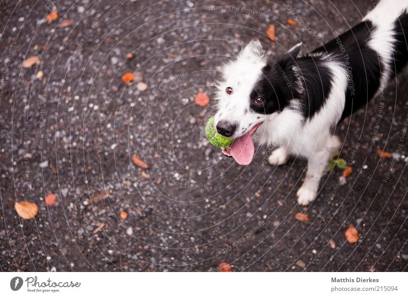 Nochmal! Tier Haustier Hund 1 ästhetisch Fröhlichkeit lustig niedlich positiv schwarz weiß gefleckt Hundeblick Hundekopf Tennisball Zunge Collie Farbfoto