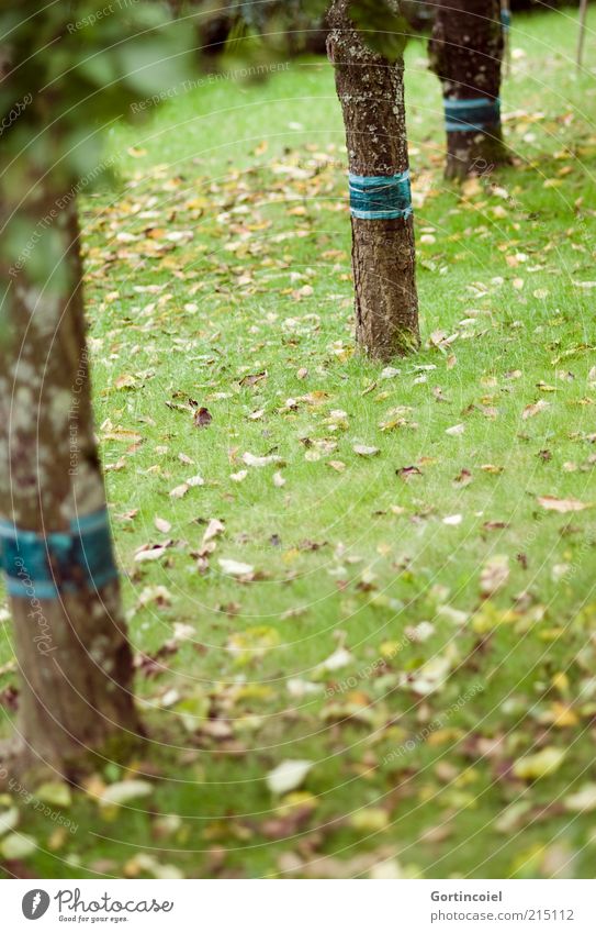 Fall Umwelt Natur Herbst Baum Gras Blatt Garten Wiese trist Baumstamm herbstlich Laubbaum Herbstlaub Farbfoto mehrfarbig Außenaufnahme Tag