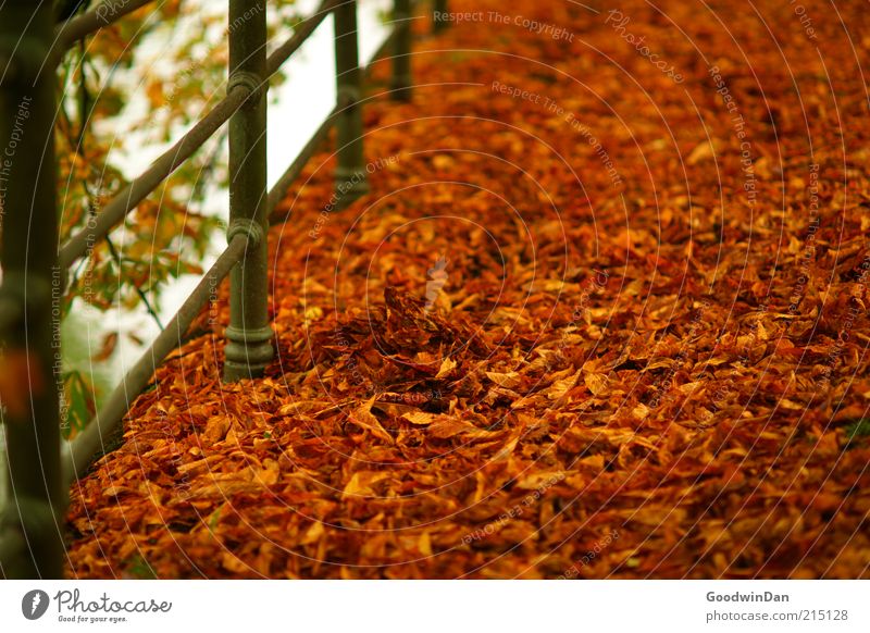 Herbstgold. II Umwelt Natur Park schön viele Wärme braun rot Stimmung Herbstlaub herbstlich Herbstfärbung Herbstbeginn Blatt Geländer Farbfoto Außenaufnahme