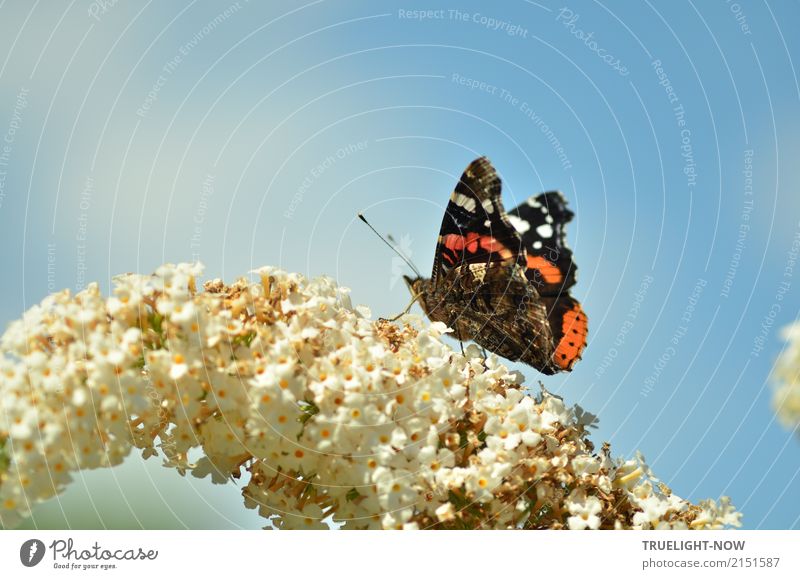 Admiral an der Tankstelle Umwelt Natur Pflanze Tier Luft Himmel Sommer Schönes Wetter Wärme Blüte Wildtier Schmetterling 1 ästhetisch authentisch Ekel frei