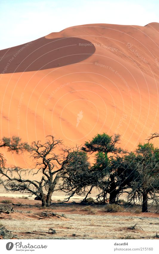 Namib Landschaft Pflanze Sand Sommer Klima Schönes Wetter Wärme Dürre Wüste Oase ruhig Ausdauer Sehnsucht Baum Namibia Sossusvlei Namib Naukluft Farbfoto