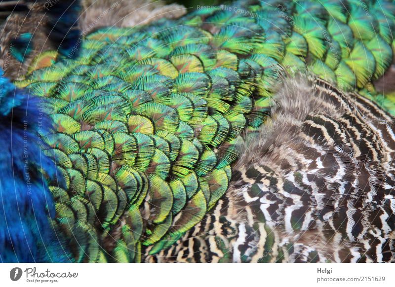 unscheinbares Detail | Federkleid Tier Pfau 1 schön einzigartig natürlich blau braun gelb grau grün türkis Natur gefiedert Farbfoto mehrfarbig Außenaufnahme
