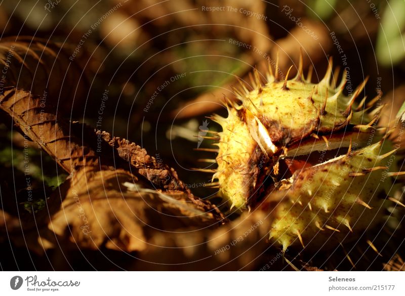 Frischeversiegelt Umwelt Natur Herbst Pflanze Blatt Kastanie dehydrieren klein natürlich trocken Frucht Farbfoto Außenaufnahme Licht Schatten Sonnenlicht