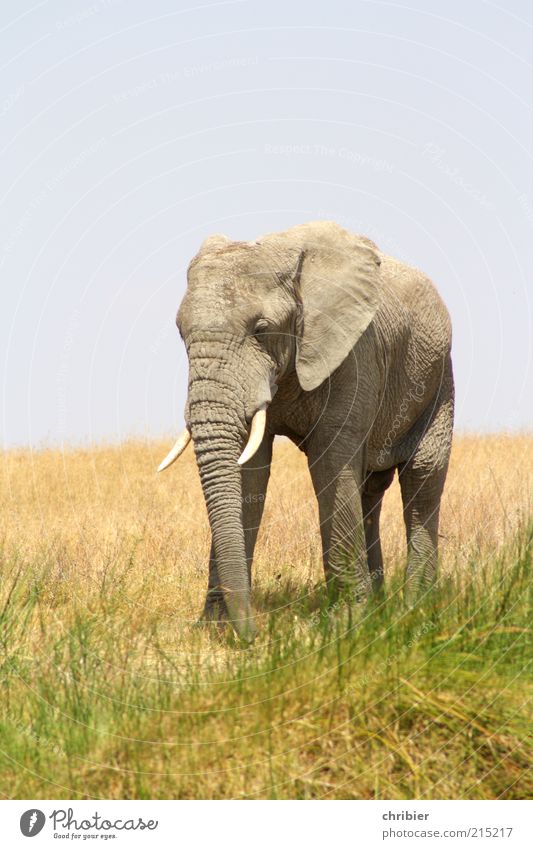Nix wie weg!!! Ferien & Urlaub & Reisen Abenteuer Safari Natur Himmel Gras Nationalpark Savanne Elefant Elefantenohren Rüssel 1 Tier gehen bedrohlich dick groß