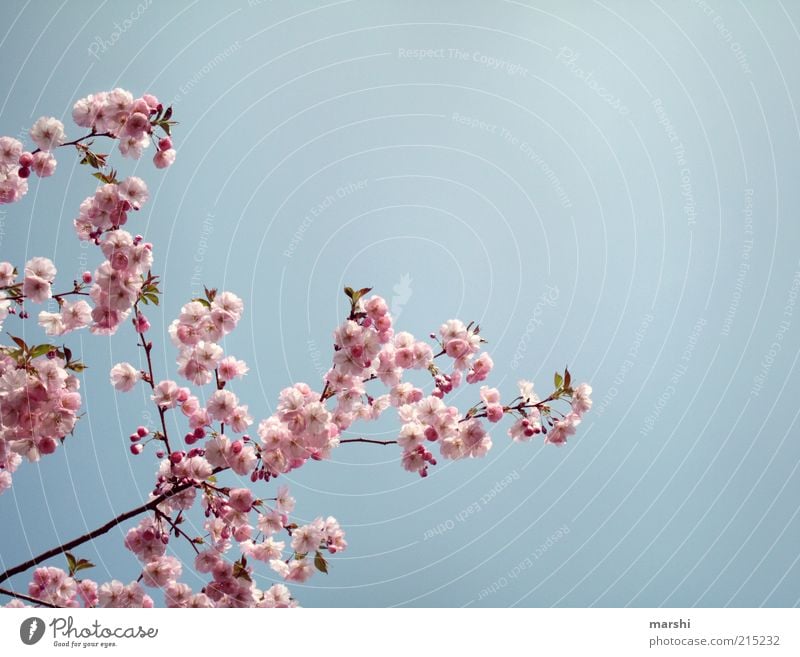 ein AntiRegenFoto Natur Himmel Frühling Sommer Pflanze Blüte blau rosa Kirschblüten sommerlich Schönes Wetter zart Farbfoto Außenaufnahme Textfreiraum rechts