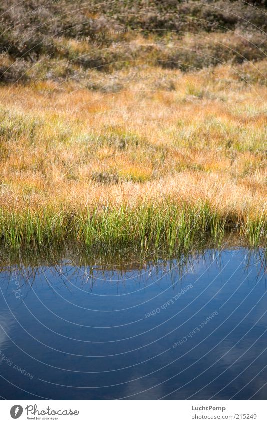 Farbenteppich Grasland Reflexion & Spiegelung Wasser Himmel himmelblau Blauer Himmel Wolken Pflanze gelb braun mehrfarbig Wachstum See Seeufer Flussufer