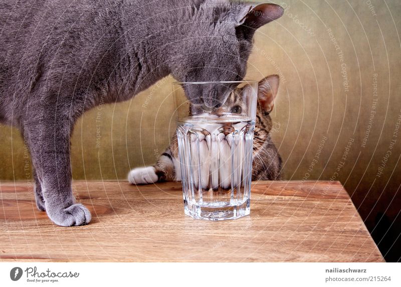 Durstige Katzen Getränk trinken Trinkwasser Glas Tier Haustier 2 Holz Wasser braun grau silber Farbfoto Innenaufnahme Nahaufnahme Menschenleer
