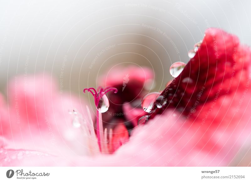 unscheinbares Detail | Blütenstempel - nah dran Pflanze Wassertropfen Sommer Regen Blume Garten nass grau rosa rot Makroaufnahme Querformat Detailaufnahme