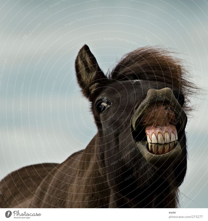 John die Zähne zeig Tier Haustier Nutztier Pferd Tiergesicht 1 lustig verrückt braun Freude skurril Ponys Island Gebiss Wittern Island Ponys Nüstern Mähne
