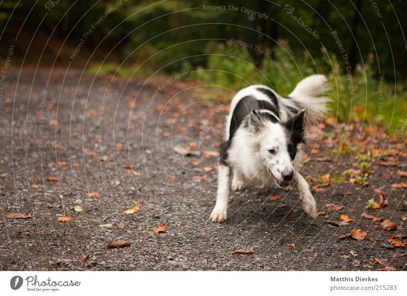 verspielt Tier Haustier Hund 1 Spielen Hundekopf Hundeschnauze Collie Startposition gefleckt schwarz weiß Natur Wege & Pfade Farbfoto Außenaufnahme