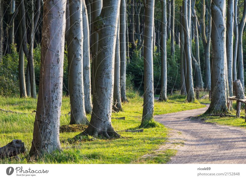 Küstenwald an der Ostsee bei Nienhagen Erholung Ferien & Urlaub & Reisen Tourismus Natur Landschaft Baum Gras Wald Wege & Pfade grün Romantik Idylle