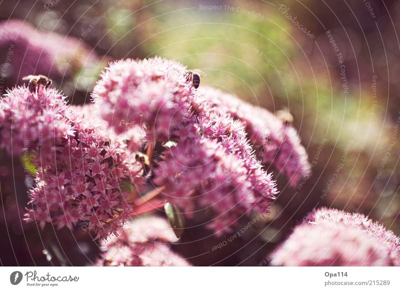 von Bienen und Blumen Umwelt Natur Pflanze Tier Frühling Sommer Schönes Wetter Blüte Grünpflanze Topfpflanze leuchten Wärme grün rosa ruhig Leben Farbfoto