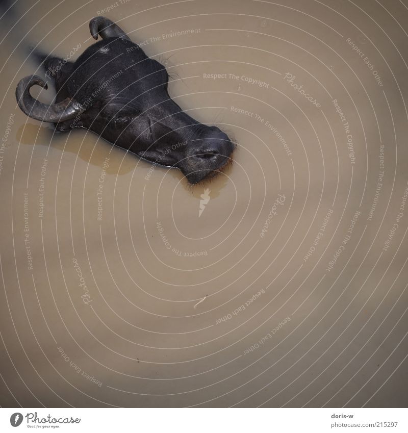 buffalo in ganges Teich See Fluss Tier Nutztier Kuh Erholung dreckig Büffel schwarz Haustier Schwimmen & Baden Ganges Indien schlafen genießen Kopf Horn braun