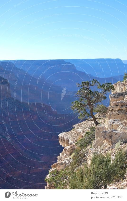 der Sonne entgegen Natur Landschaft Himmel Sonnenlicht Sommer Baum Felsen Schlucht blau braun grün Farbfoto Außenaufnahme Tag Sonnenstrahlen Grand Canyon