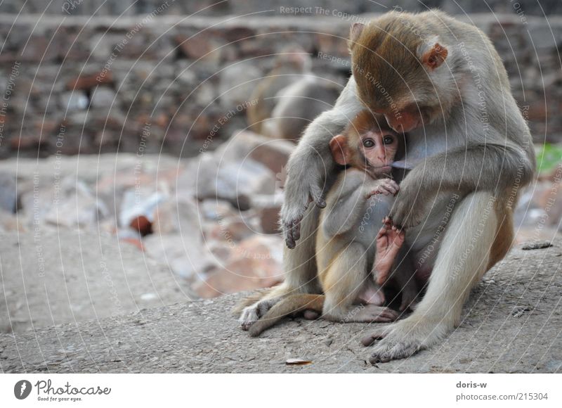 muttersöhnchen Tier Wildtier Zoo Tierfamilie Affen Auge saugen Brustwarze Zusammensein sitzen Partnerschaft Angst behüten Indien exotisch Ohr braun Fell trinken