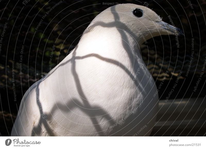 Taube Vogel Gitter Käfig Zoo Schatten Kontrast