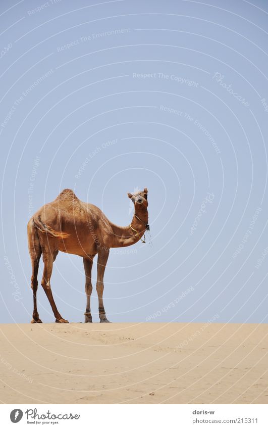 thar desert II Sand Wärme Dürre Wüste Tier Nutztier Wildtier 1 ästhetisch Dromedar Kamel Wüste Thar Indien Safari Ferien & Urlaub & Reisen Himmel Einsamkeit