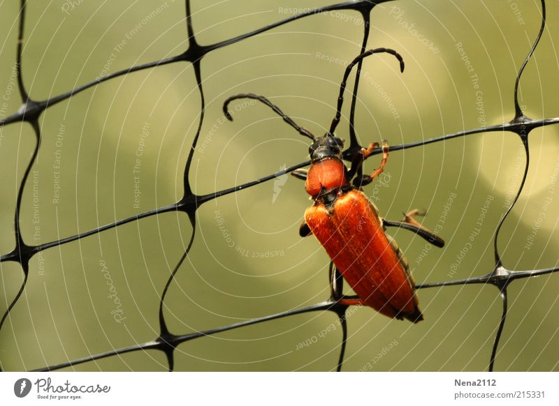 Klettergerüst Käfer Rotkäfer Weichkäfer rot orange braun Netz Insekt Makroaufnahme Nahaufnahme Klettern kämpfen festhalten Außenaufnahme Totale Menschenleer