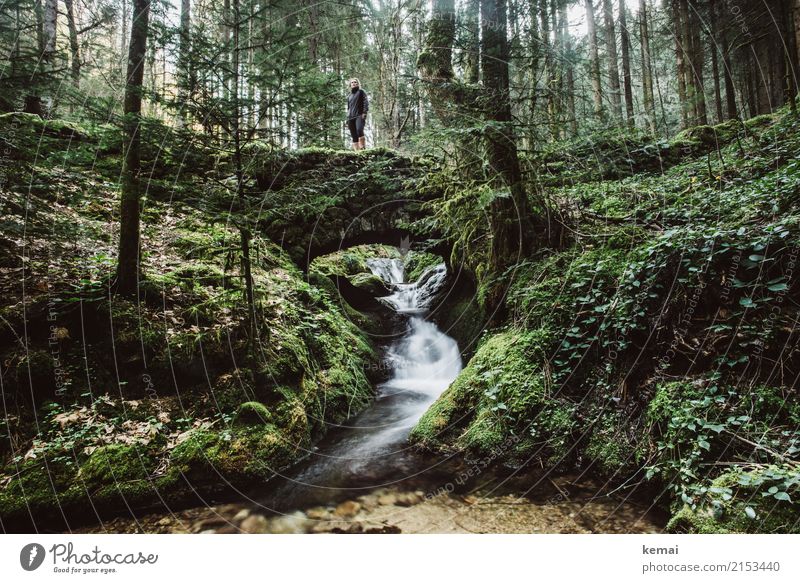 Romantische Brücke im Wald Lifestyle Leben harmonisch Wohlgefühl Zufriedenheit Sinnesorgane Erholung ruhig Freizeit & Hobby Ausflug Abenteuer Freiheit Sommer