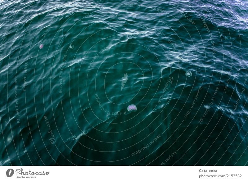Qualle treiben an der Meeresoberfläche Natur Urelemente Wasser Sommer Schönes Wetter Wellen Atlantik Hochsee Tiergruppe Schwimmen & Baden ästhetisch frei blau