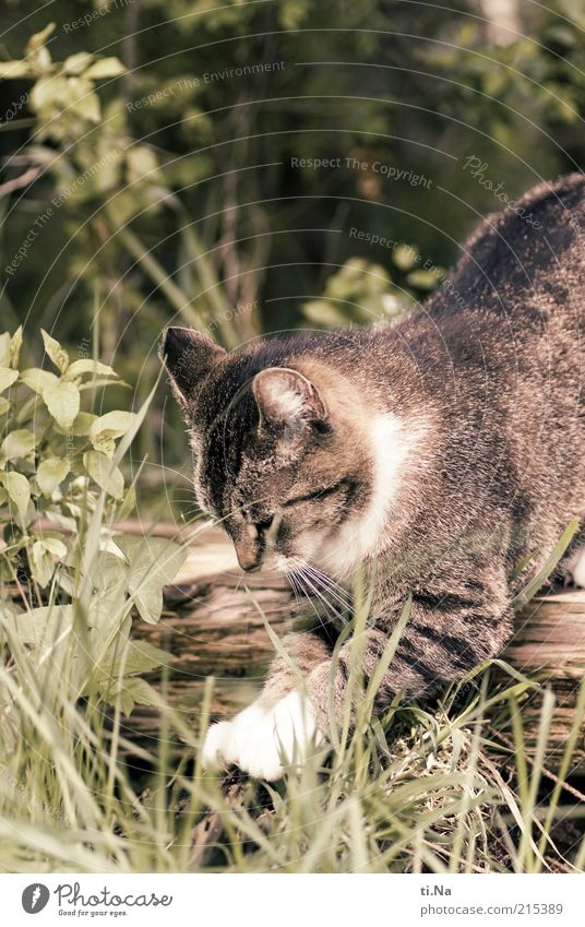 200mal Krallen schärfen Tier Haustier Pfote schön Farbfoto Außenaufnahme Katzenpfote Menschenleer Gras Bewegung fangen Jagd Herumtreiben freilebend Tag