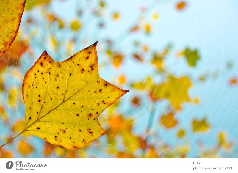 Frisch in den Herbst...(IV) Umwelt Himmel Wolkenloser Himmel Wind Pflanze Blatt blau gelb gold Blätterdach Herbstlaub herbstlich Herbstfärbung Herbstbeginn