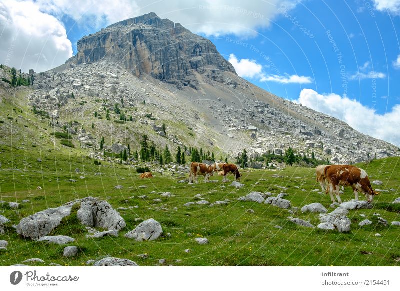 In den Dolomiten Ferien & Urlaub & Reisen Freiheit Berge u. Gebirge wandern Landschaft Wolken Gras Wiese Hügel Felsen Alpen Gipfel Italien Nutztier Kuh Kuhherde