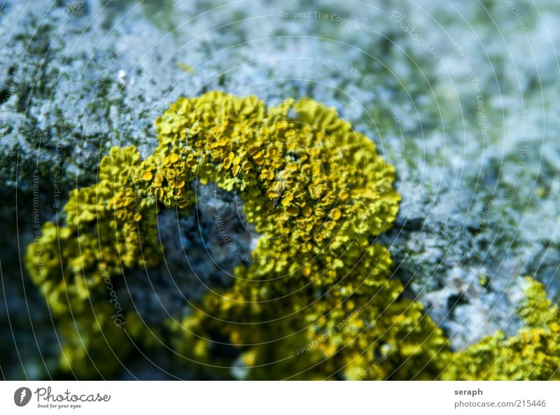 Gelbflechte Wachstum Stein Flechten Pflanze gelb Sporen Pilz Symbiose Erde Natur sporophyt pflanzlich Makroaufnahme Detailaufnahme geblümt sporophyte Blattgrün