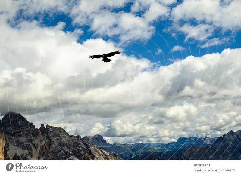 Dolomiten - der Vogel zieht seine Bahnen Ferne Freiheit Berge u. Gebirge Natur Himmel Wolken Felsen Alpen Gipfel Tier Wildtier 1 fliegen frei natürlich wild