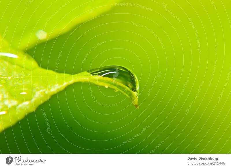 green & green Leben harmonisch Natur Pflanze Wasser Wassertropfen Frühling Sommer Wetter Regen Blatt Grünpflanze grün nass Tau feucht glänzend rund Farbfoto