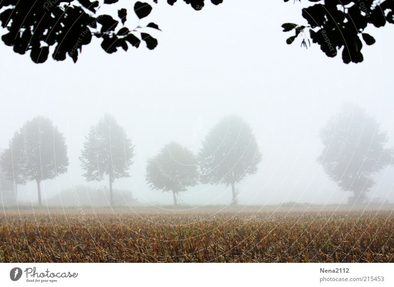 Vernebelt... Umwelt Natur Landschaft Erde Himmel Herbst Klima Wetter Schönes Wetter schlechtes Wetter Nebel Feld ästhetisch authentisch Unendlichkeit hell nass