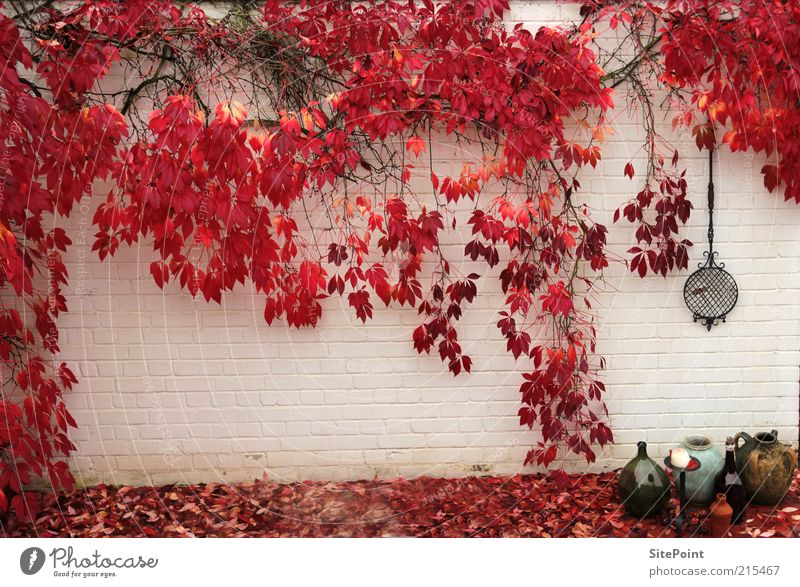 Herbstwand Garten Pflanze Sträucher Blatt rot weiß Stimmung Weinblatt Krug Farbfoto Gedeckte Farben Außenaufnahme Tag Totale Wand Mauerpflanze Wachstum
