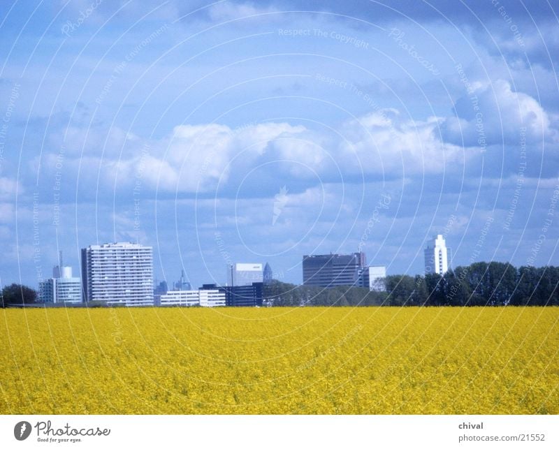 Rapsfeld Wolken gelb Eschborn Frankfurt am Main blau Himmel